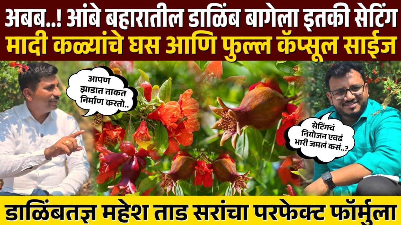 ♦️अबब ! आंबे बहरातील डाळिंब बागेला एवढी सेटिंग.!  कॅप्सूल साईज कळी अन फुल्ल लोड माल✌️