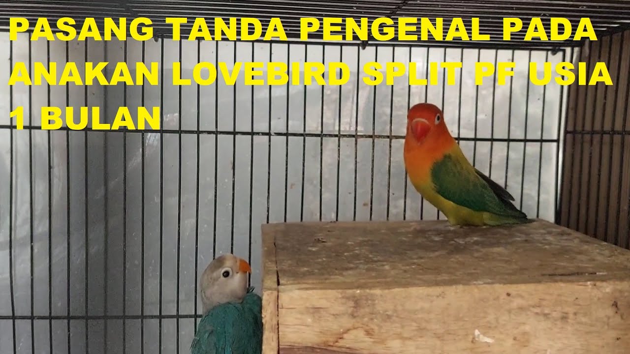 Pasang tanda pengenal pada anakan lovebird split pf usia 1 bulan