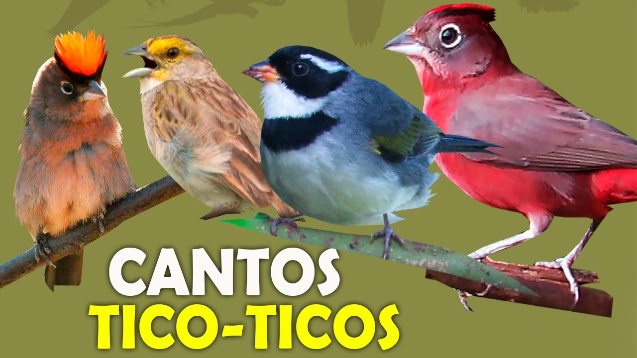 CANTOS dos TICO-TICOS DO BRASIL | “TICO-TICO”, tico-tico-rei, tico-tico-do-campo CANTO DO TICO-TICO