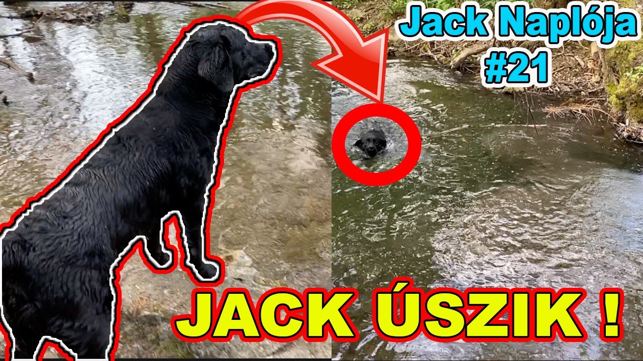 JACK A LABRADOR ELŐSZŐR ÚSZIK ! 🌊 | Jack Naplója 21. ep