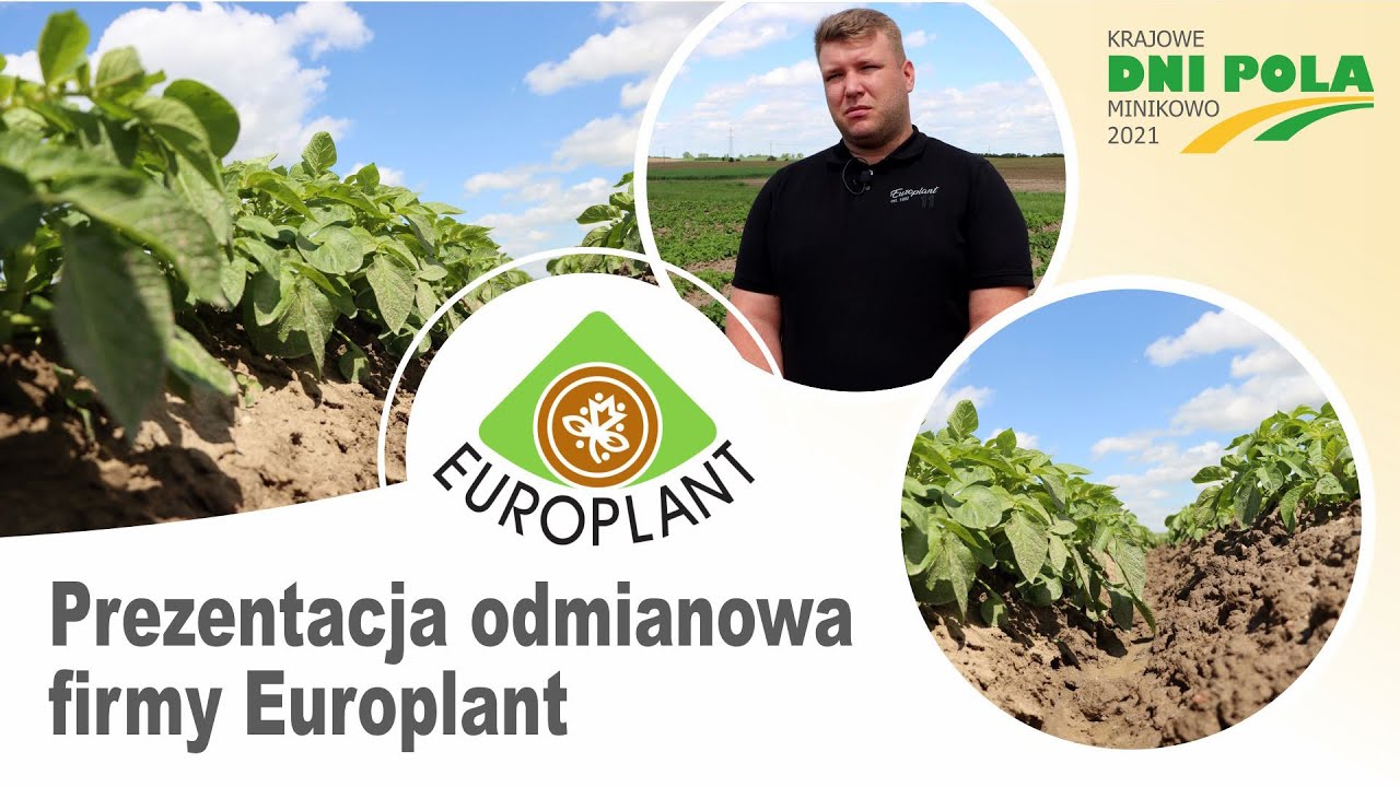 Krajowe Dni Pola 2021 - Prezentacja odmianowa firmy Europlant