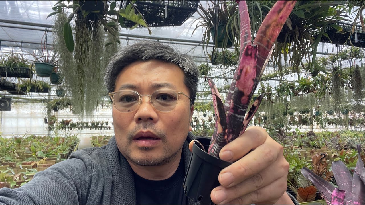 タンクブロメリアを無機質用土622で植える
