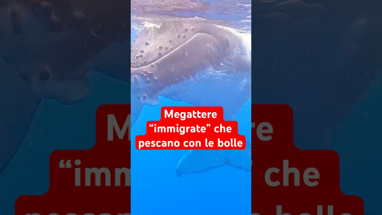 Le megattere immigrate che cacciano con le bolle