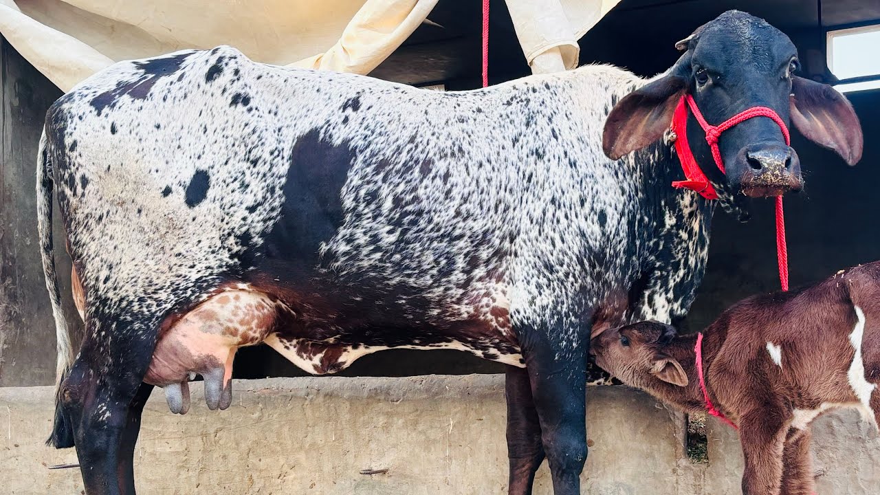 💎#girlandocow for sale @SATGURUDAIRYFARM  🔴राजस्थान में गिरलैंडो देने वाला एकमात्रफ़ार्म🔴