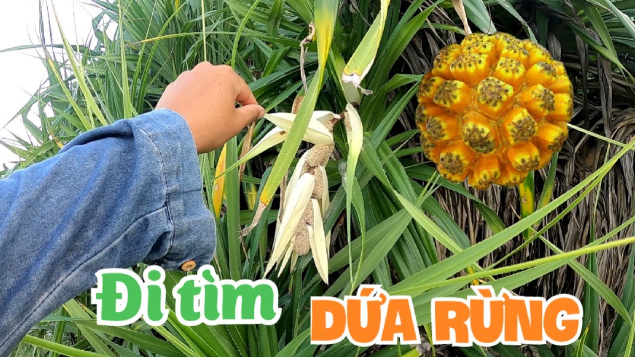 Đi Tìm Dứa Rừng Về Làm Thuốc | Dứa Chín Đầy Cây
