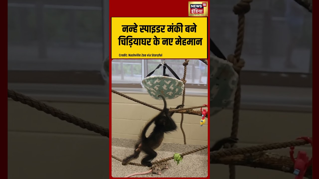 Monkey Viral Video: नन्हे स्पाइडर मंकी बने चिड़ियाघर के नए मेहमान | #shorts #shortvideo #viralvideo