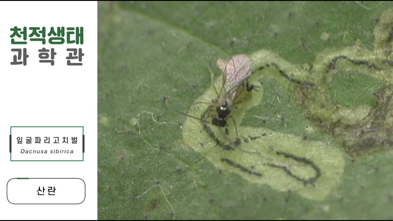 잎굴파리고치벌