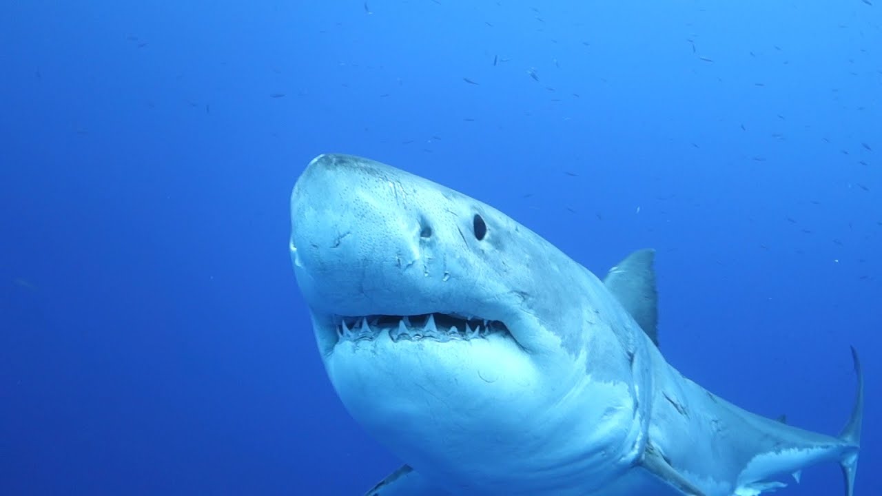 Great White Sharks of Guadalupe Island, Mexico
