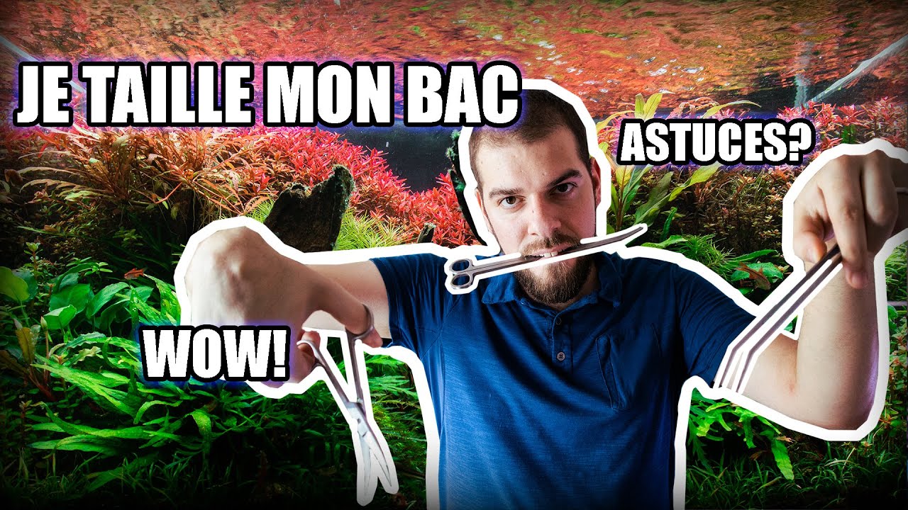 JE TAILLE MON AQUASCAPING!