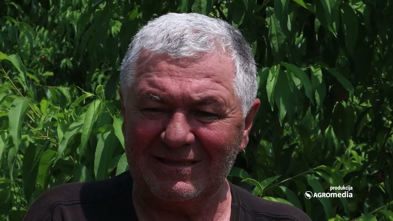 Posle kiša i GRADA, počela je berba NEKTARINA! Žika iz Grocke ima važnu PORUKU za sve voćare!