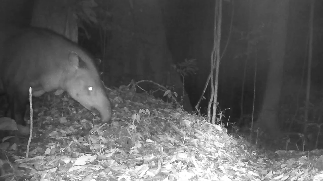 TAPIRS