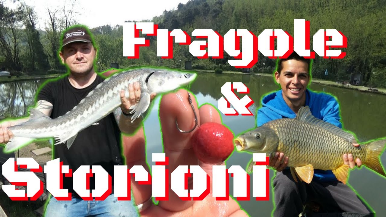 PESCARE STORIONI E CARPE CON LE FRAGOLE! - I.D.P. #59 - LAGO DEI PINI 1di2