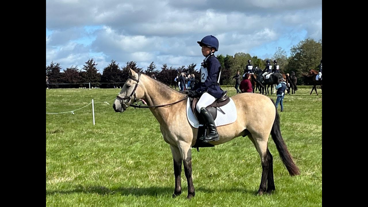 Bracken - Ballyrue Equestrian