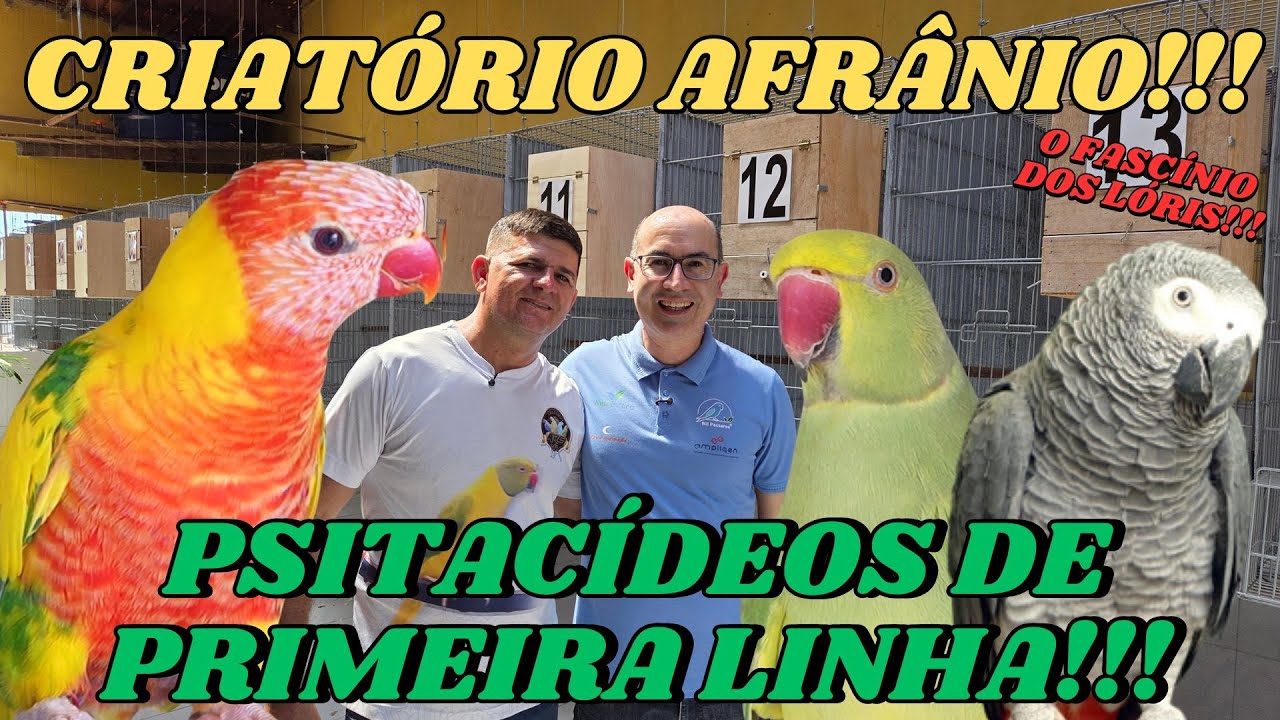 O LÓRIS MAIS LINDO DO CEARÁ ESTÁ NO CRIATÓRIO AFRÂNIO!!!