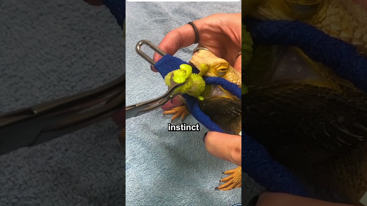 The Vet Saves The Lizard For A Shocking Reason! (📸: @exoticvetcare/TT)