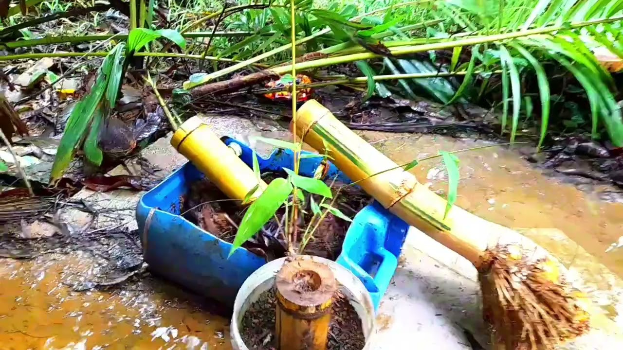 Yellow Bamboo Bonsai @wildlifejude #bonsai #yellowbamboo