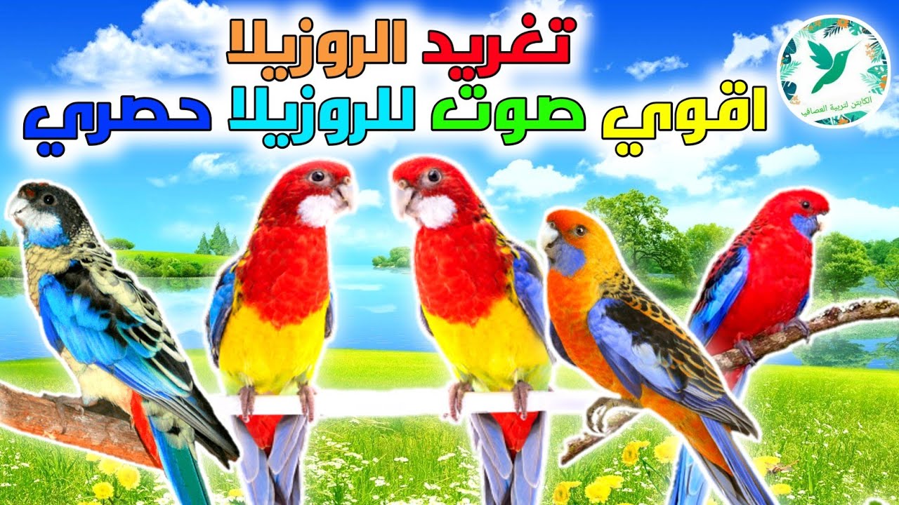 تغريد ببغاء الروزيلا /اقوي صوت لببغاء الروزيلا حصري