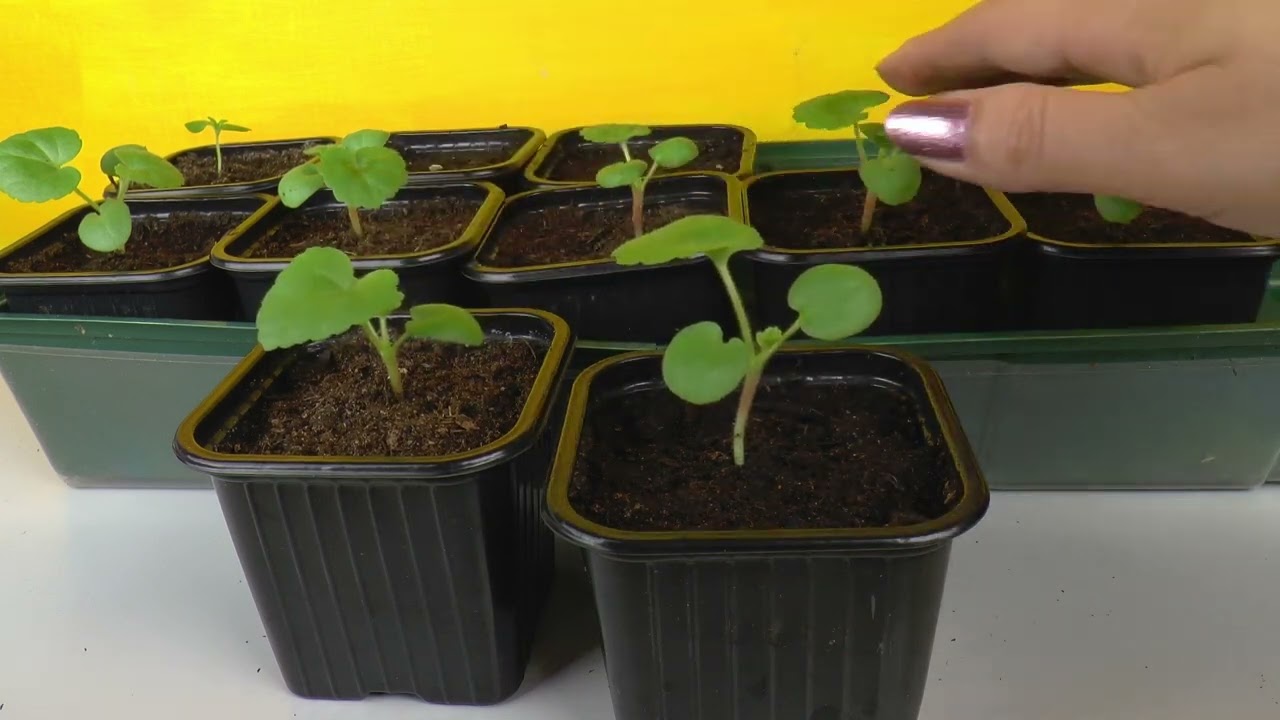 Zaaien in februari - zo gaat het nu met de zaailingen voor de tuin en moestuin.
