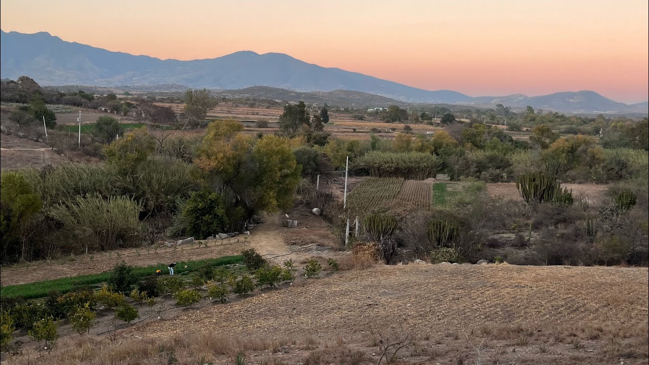 Agriculture in San Nicolas Yaxe (Oaxaca)