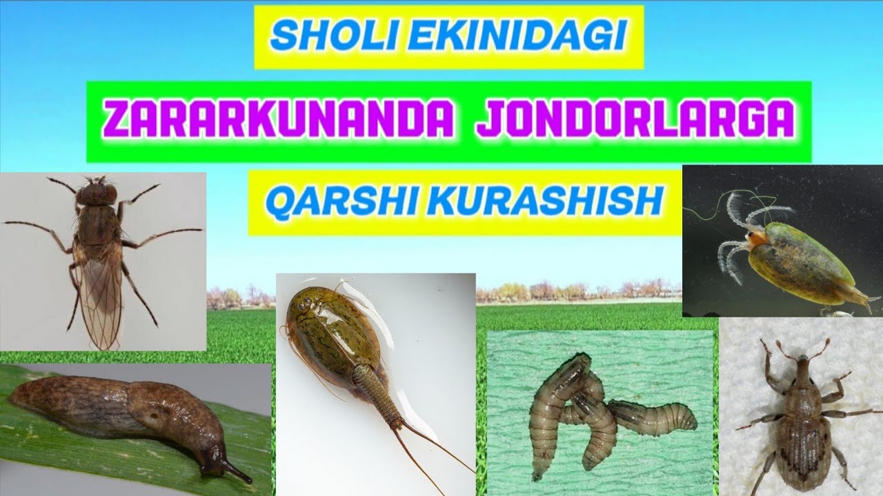 SHOLINI ZARARKUNANDA JONDORLARIGA QARSHI KURASHISH. 