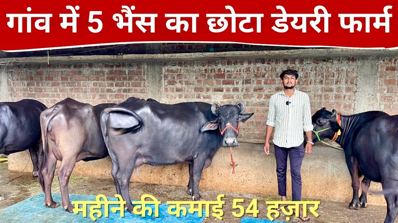 5 भैंस से 35 लीटर दूध | Mini Dairy Farm Model | महीने की ₹54,000 कमाई