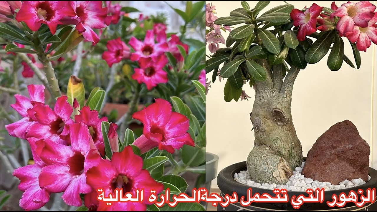 ‏جمال وردة الصحراء