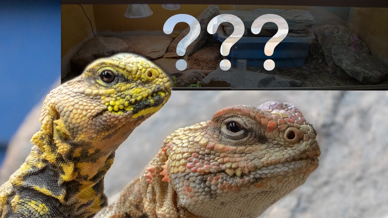 How to setup a uromastyx tank!?! | Redoing my saharan uromastyx tank!