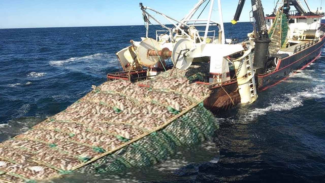When a Net Brings in 170 Tons of Fish &mdash; Unseen Mega Fishing Moments