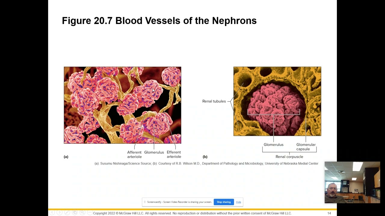 APHY 102:  Urinary System:  Kidneys