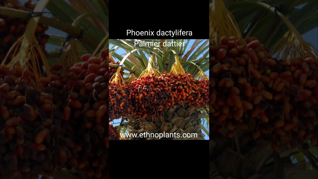 Phoenix dactylifera, graines de palmier dattier &agrave; semer. #dattes #palmiers #fruits #phoenix