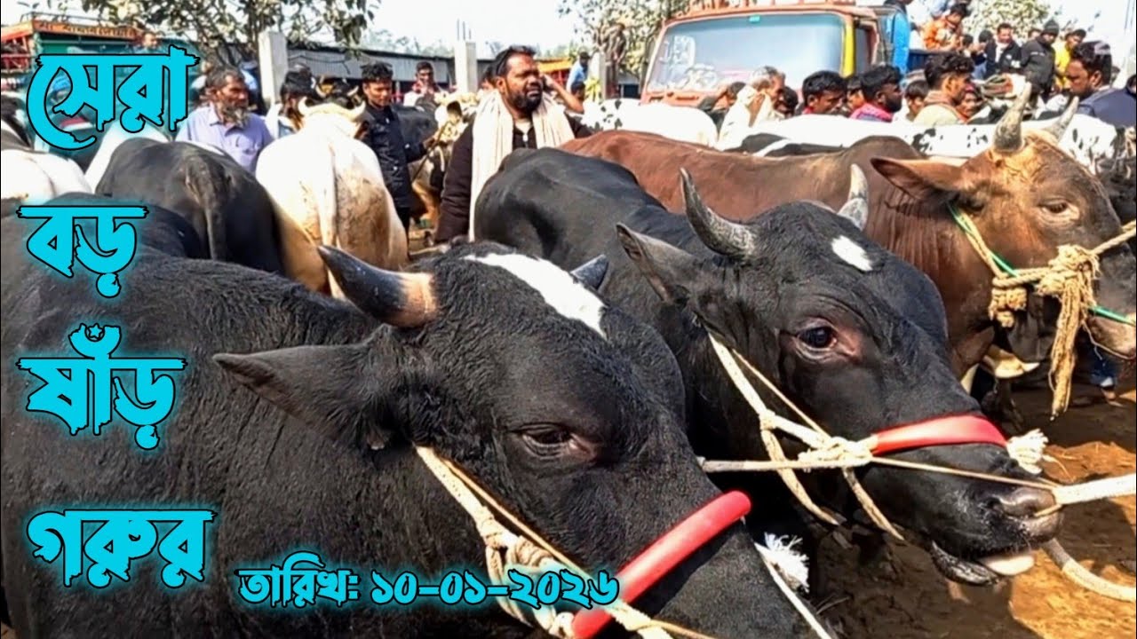 চান্দাইকোনা হাটের // সেরা বড় গরু // ২০২৬ এর কোরবানির প্রস্তুতি চলছে /// ১০-০১-২০২৬ 🐂🐂🐂