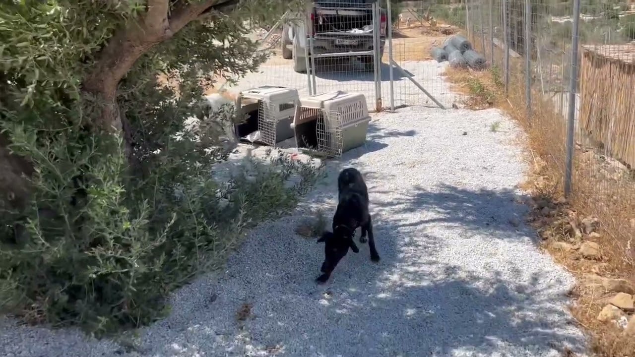 Time for the 2 chained dogs to run free in the shelter ❤️ - Takis Shelter