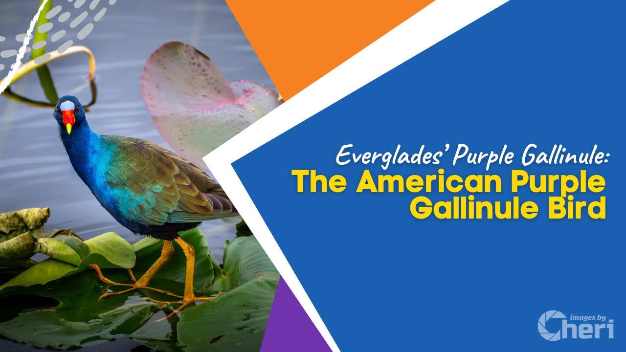 Everglades’ Purple Gallinule: The American Purple Gallinule Bird