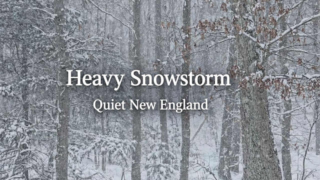 Heavy Snowstorm in the Forest ❄ Winter Forest Ambience & Natural Sound (13 Minutes)
