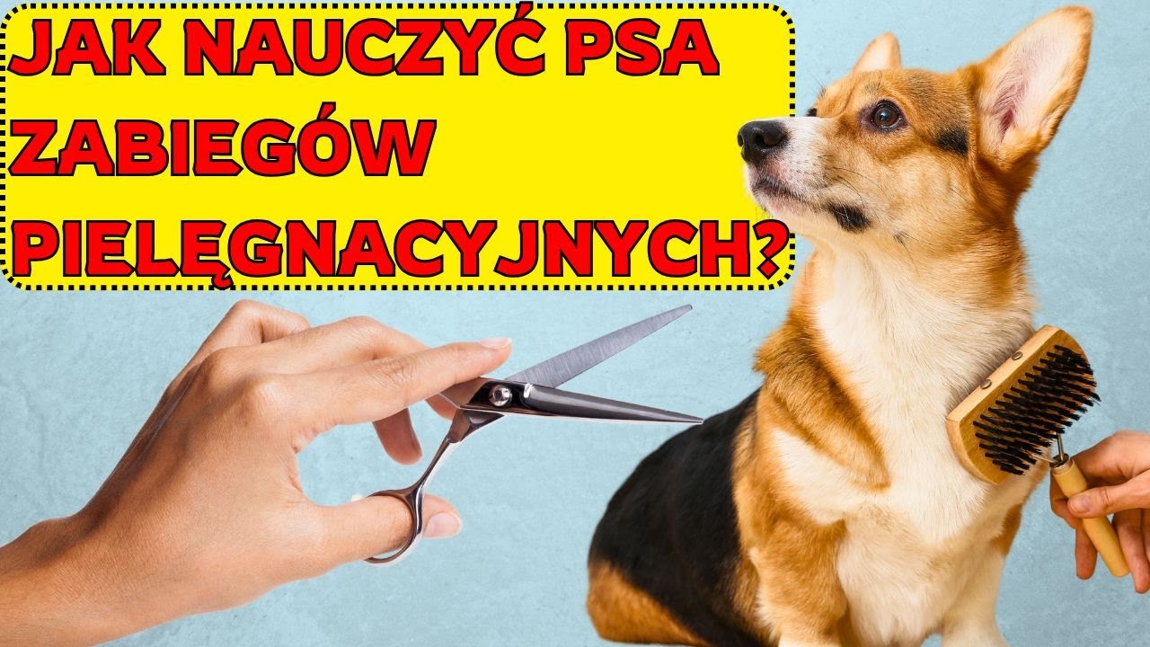 Jak obciąć pazury, wyczyścić uszy? Naucz psa współpracy!
