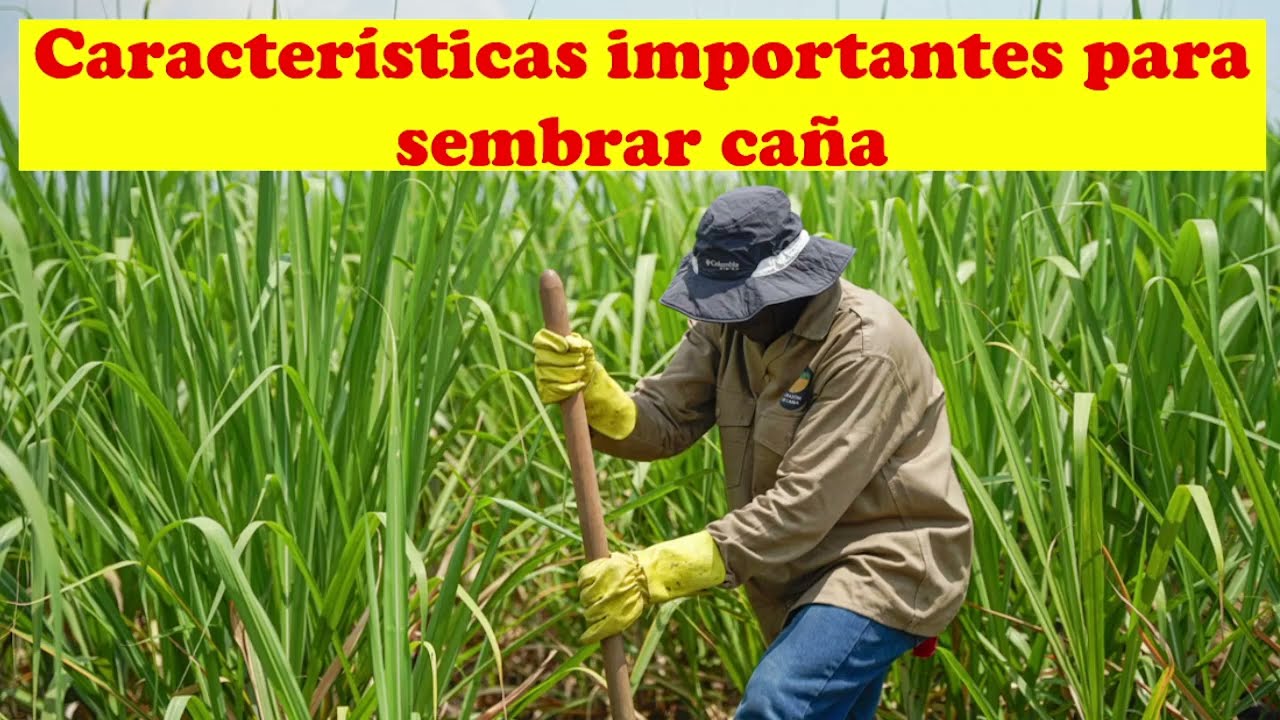 CARACTERISTICAS PARA SEMBRAR CAÑA | CULTIVO EXITOSO | AGRONOMIA