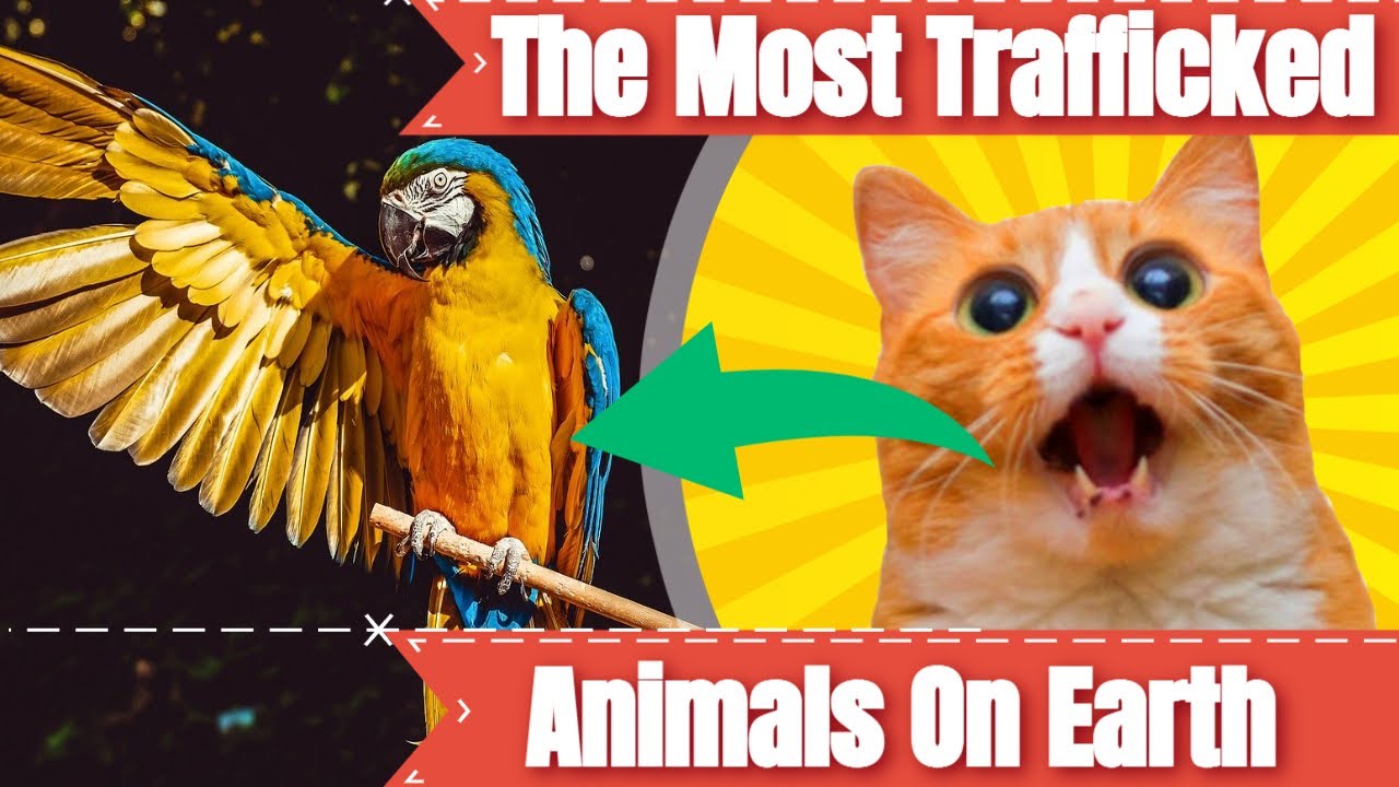 The Most Trafficked Animals On Earth
