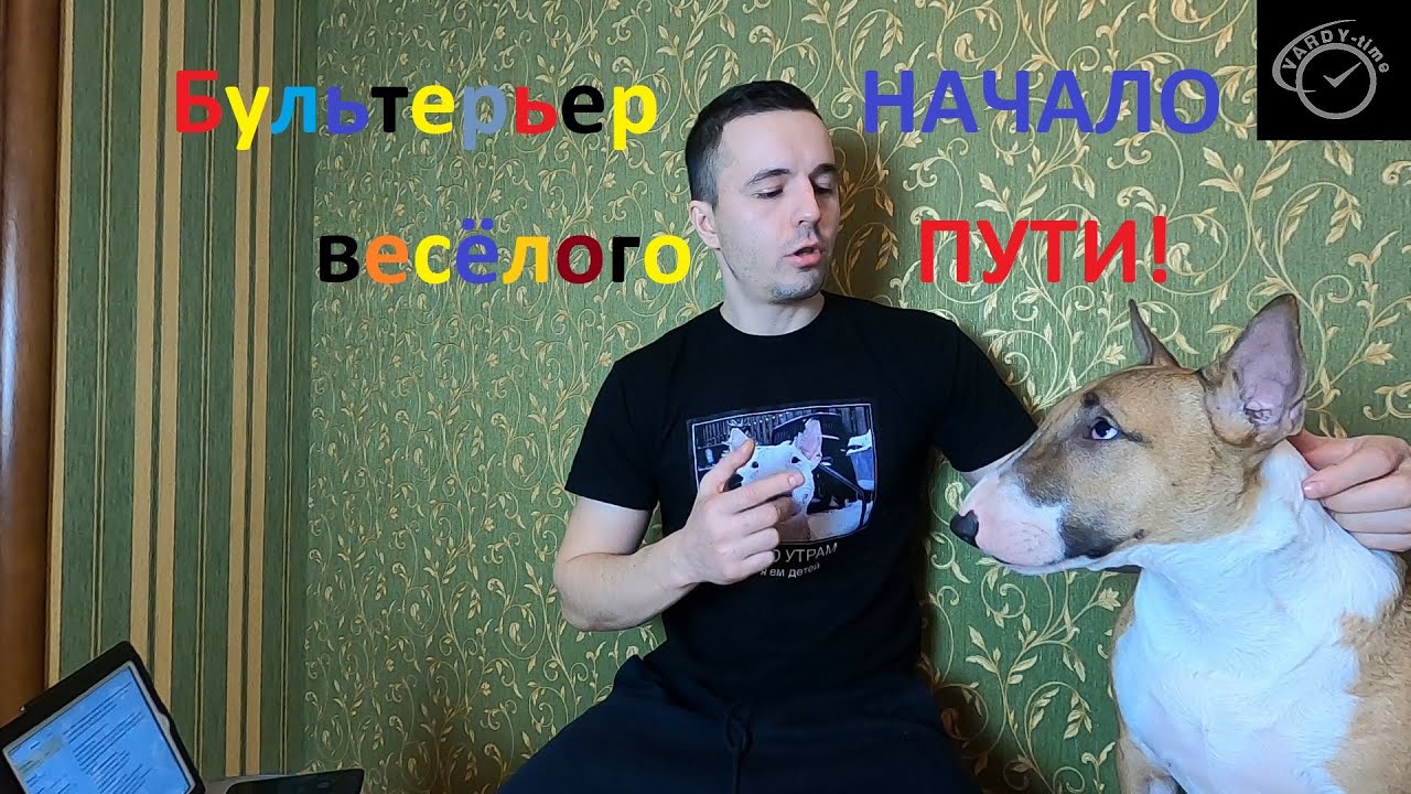 Бультерьер начало весёлого пути!🐶🐷🐭😀