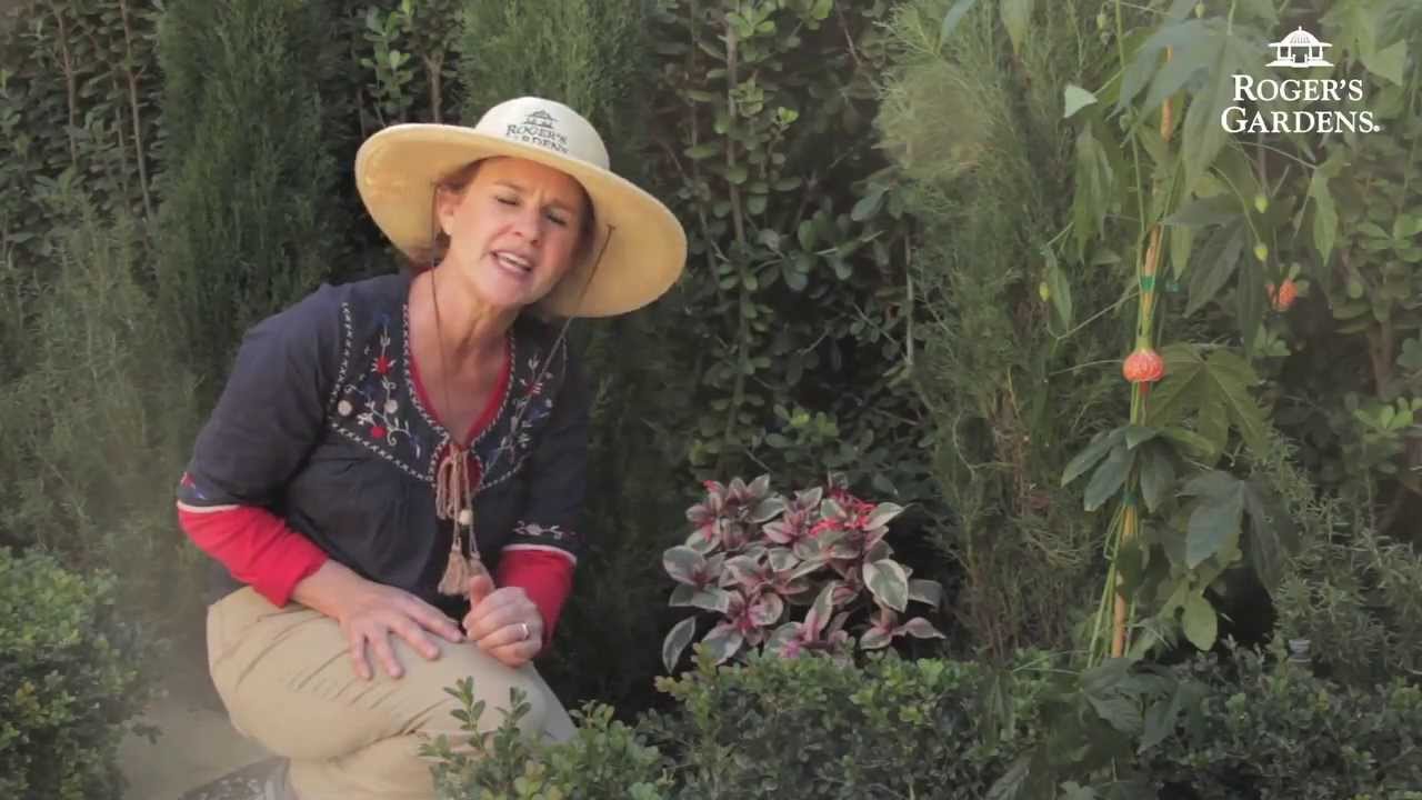Attracting Hummingbirds to Your Garden with Dalia