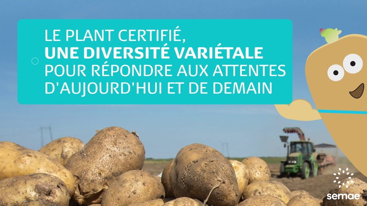 Le plant certifié : Une diversité de variétés pour répondre à toutes les attentes