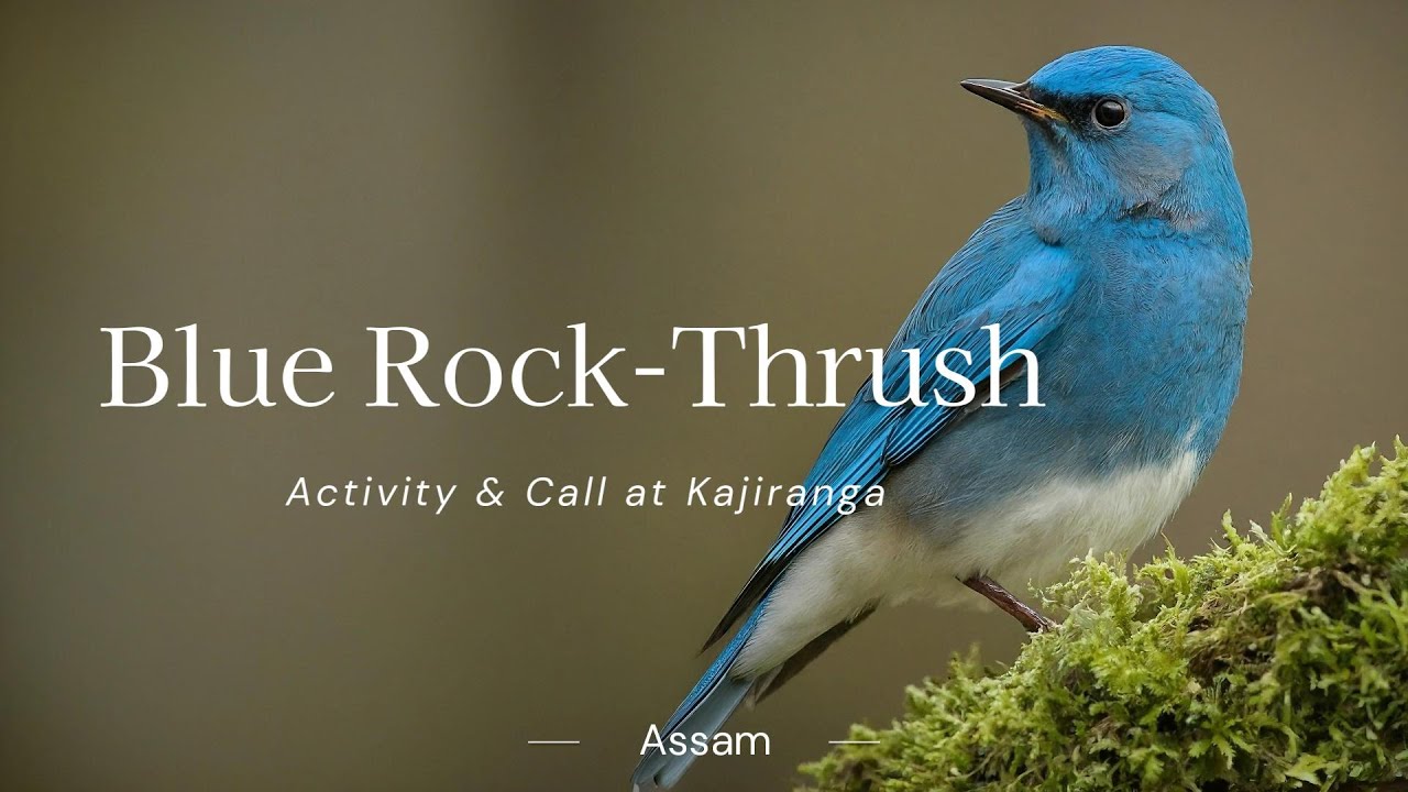 Blue Rock-Thrush call & Activity @ Kajiranga-Assam