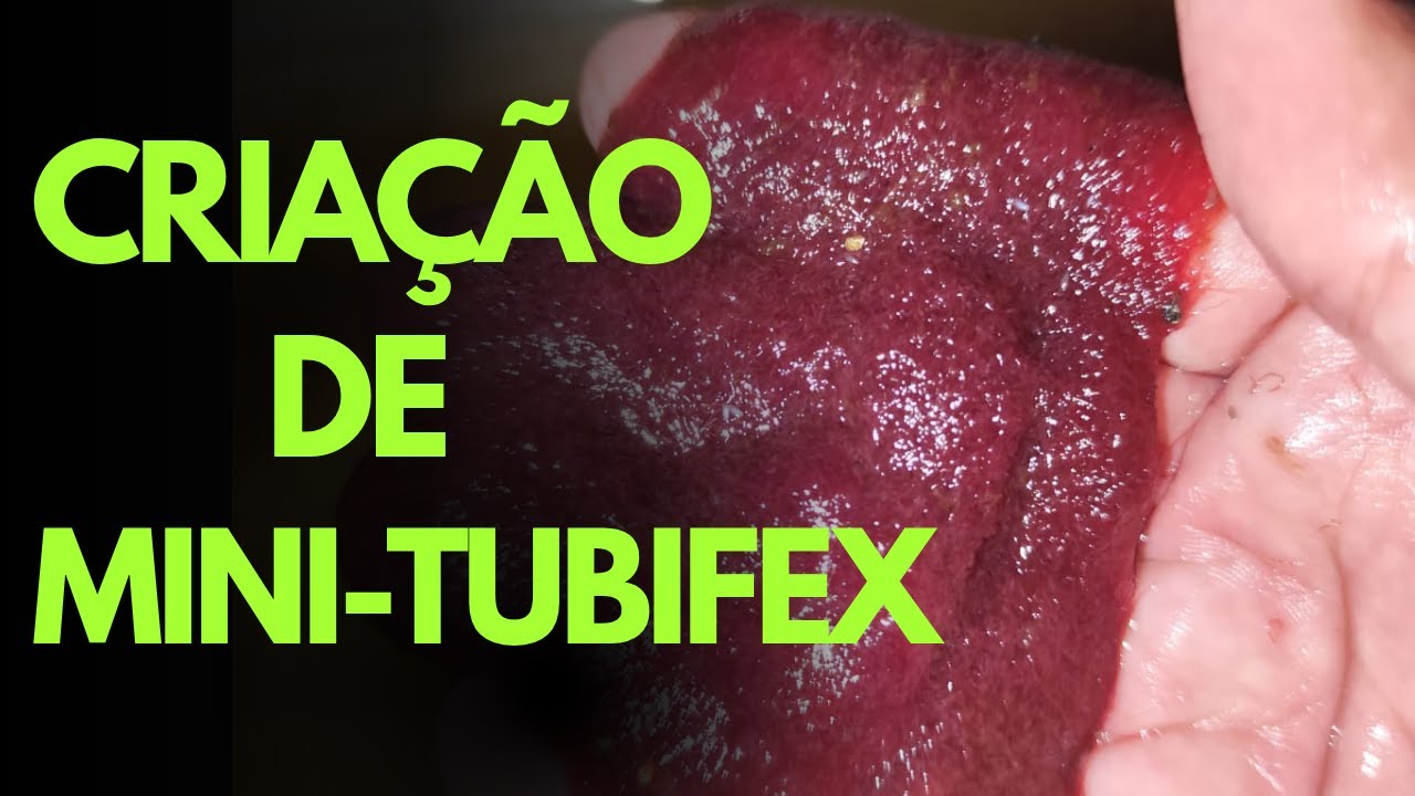 Minha criação de Mini-tubifex (Dero digitata)