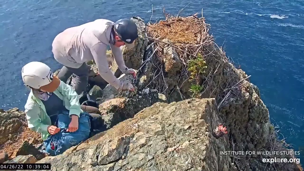 Two Harbors Nest - Eaglet Fall from the Nest and the Rescue 4/25 and 4/26/22