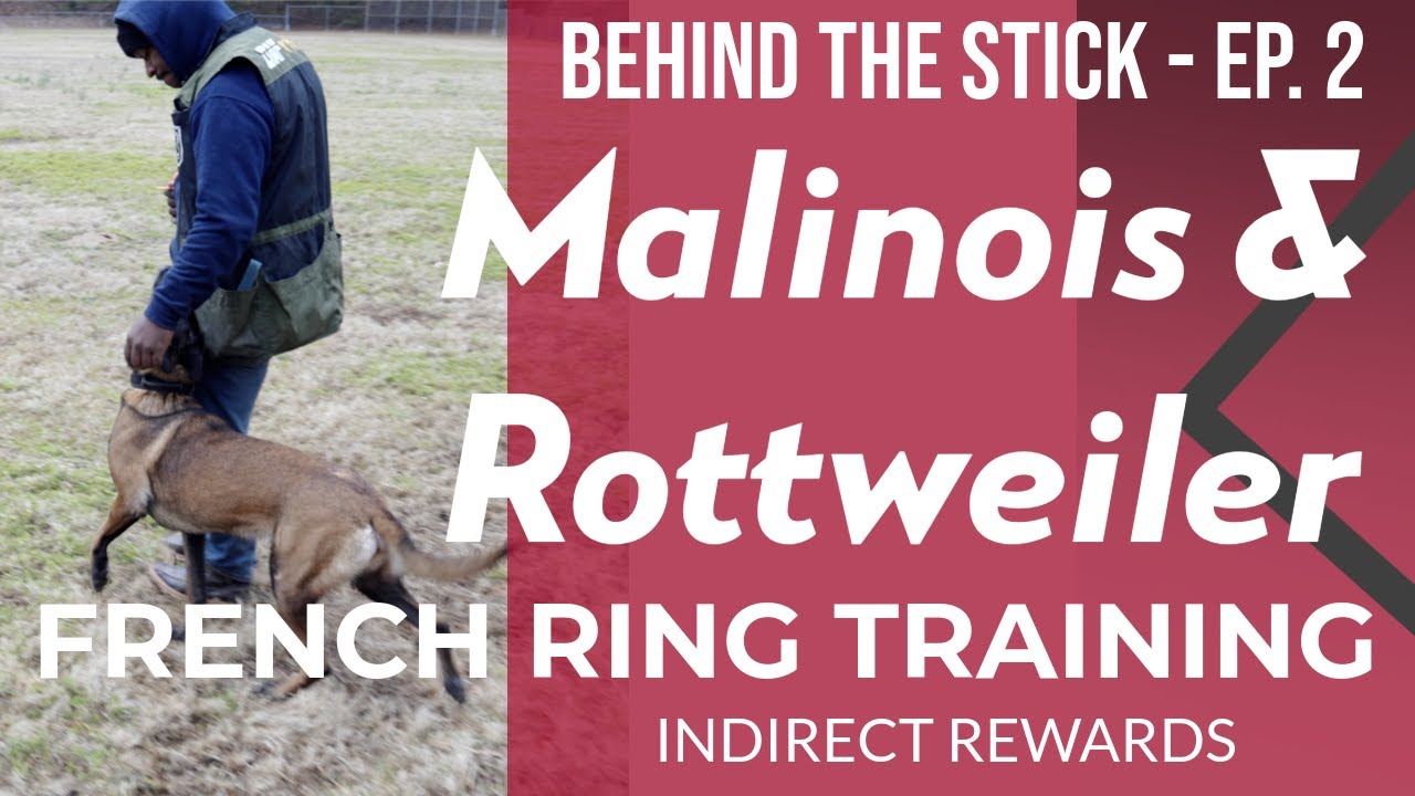 Behind The Stick -  Ep.2 - Heeling With Indirect Rewards - Belgian Malinois & Rottweiler Training