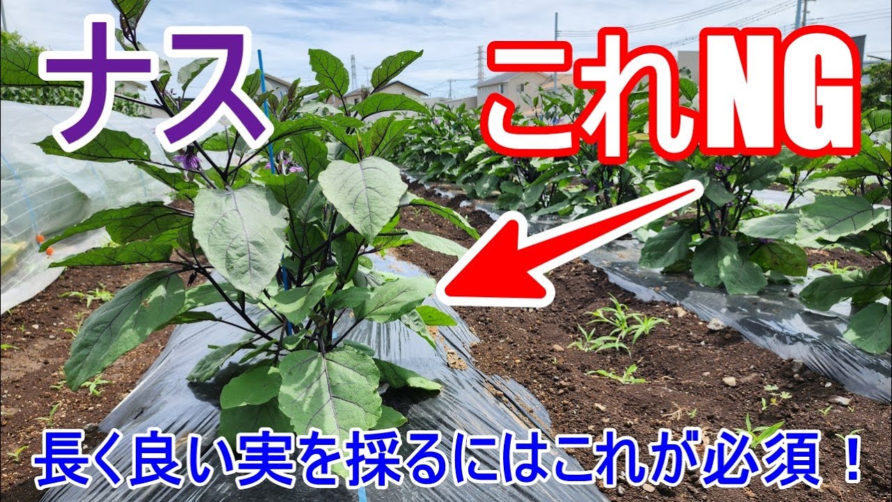 長く良い実を採るためにはこれやったほうがいいです！【ナス】経験してるから言えるNG行動！