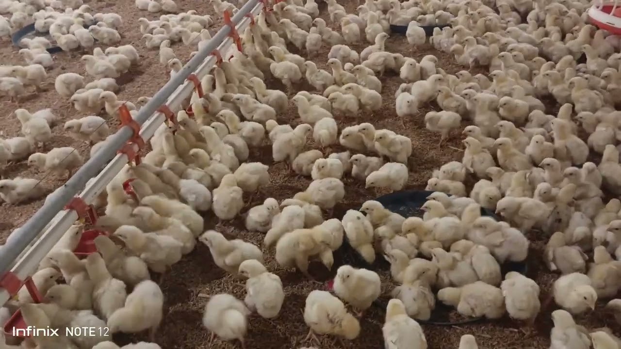 Poultry Farm 20000 EC Broiler Chicken Day4 | Broiler Chicks Feeding and Brooding Management 1st week