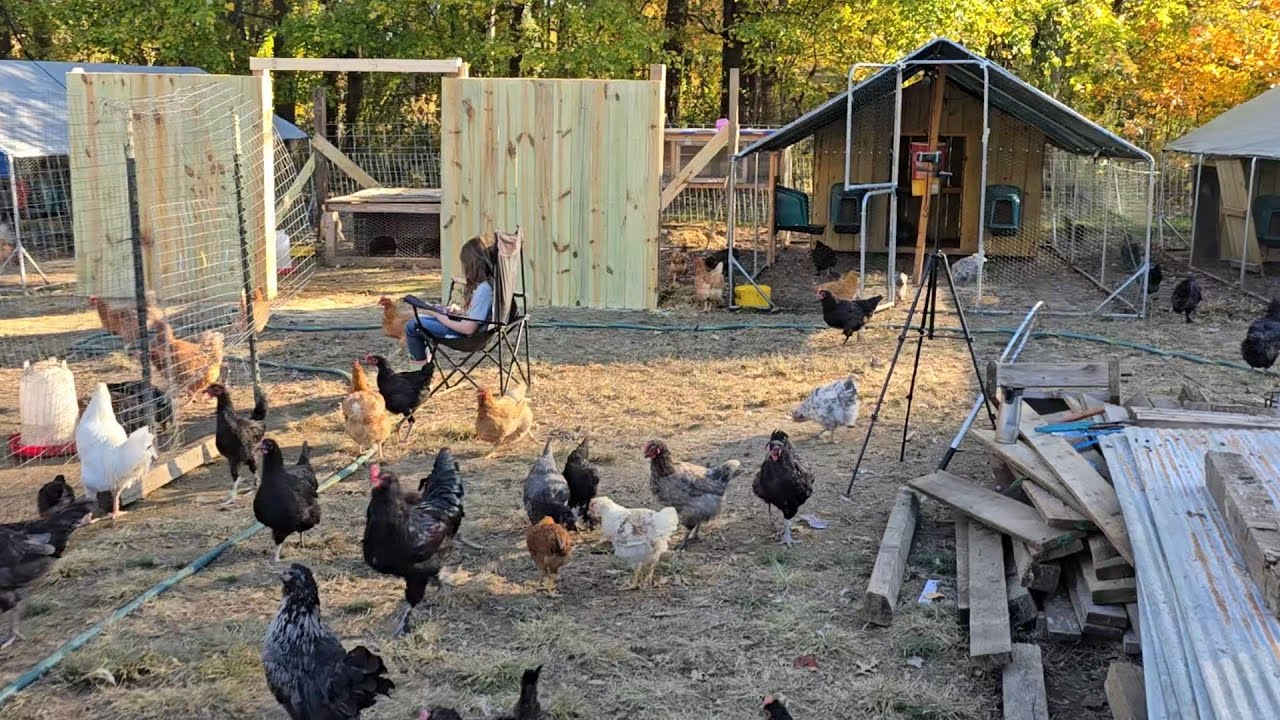 October 26, 2024 new barn build for the goats.Hope you enjoy the video.A lot more videos coming soon