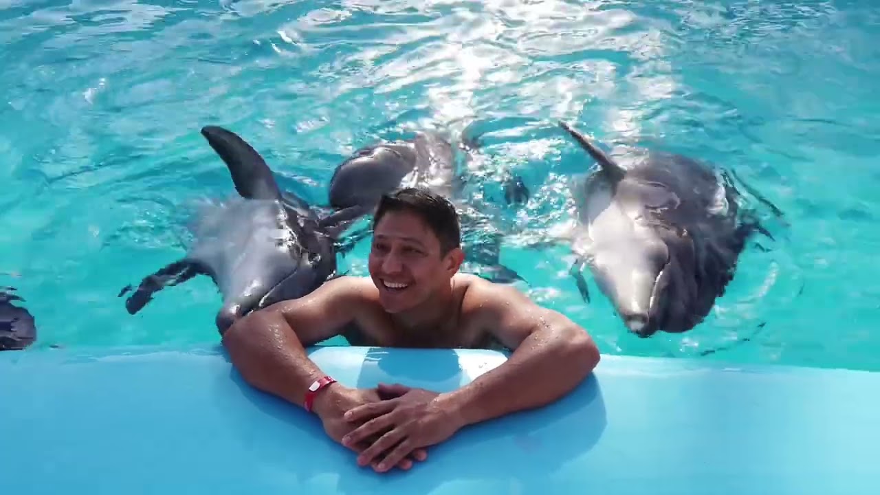 Interactive Session with Dolphins in Hurghada, Egypt  