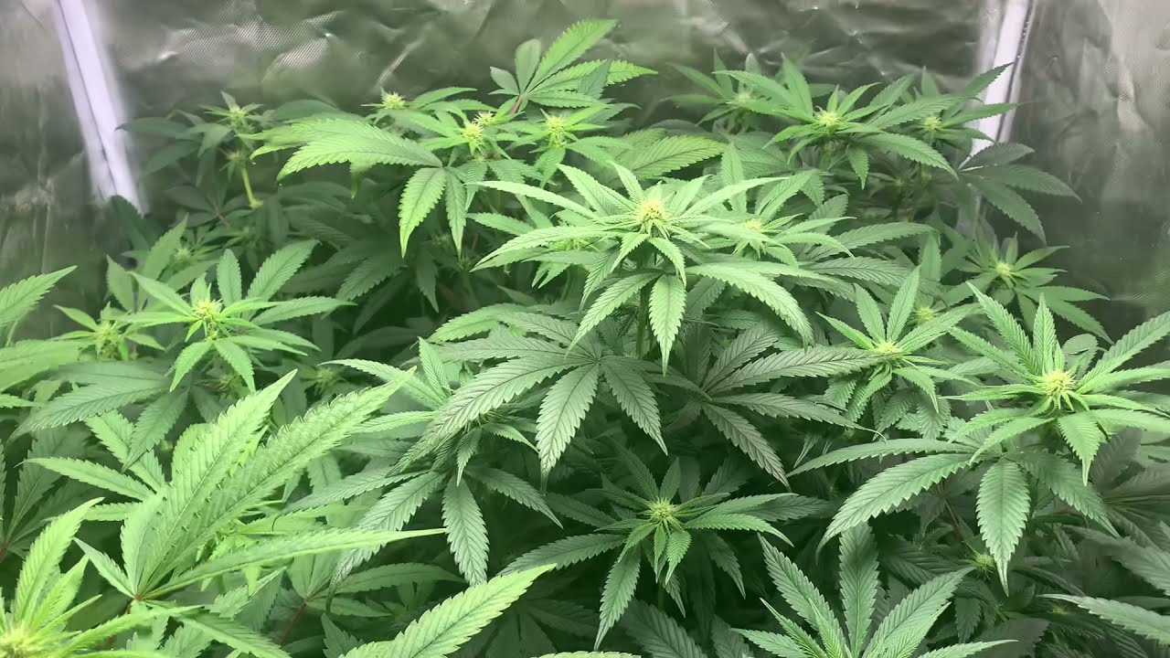 Bloom Plus BP 1500 Tent 10 days into flower #bloomplus #indoorgrower