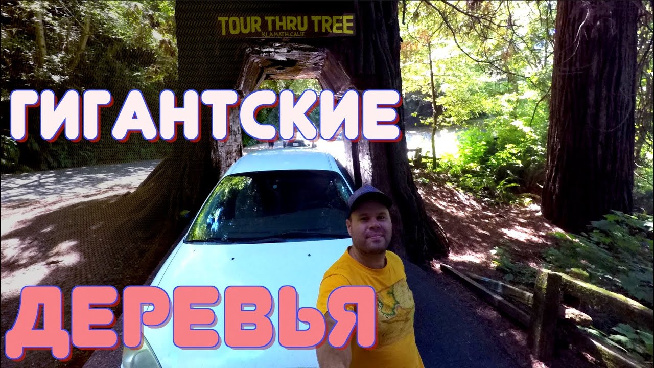 ОС #189 / САМЫЕ БОЛЬШИЕ ДЕРЕВЬЯ В МИРЕ / Национальный парк 